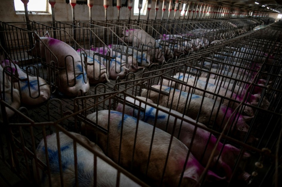 Los productores españoles de cerdo, "muy preocupados" por el foco de peste porcina africana