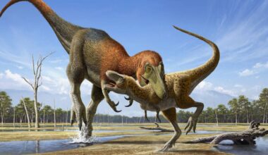 Confirman que un cráneo que se pensaba de un T.rex adolescente es una especie distinta