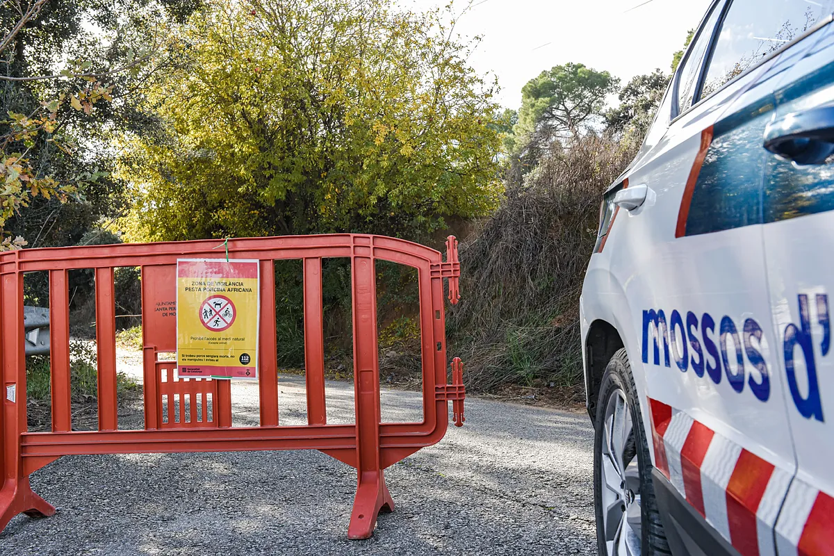 La peste porcina no ha salido de la zona del brote, con trece jabalíes infectados - Expansión