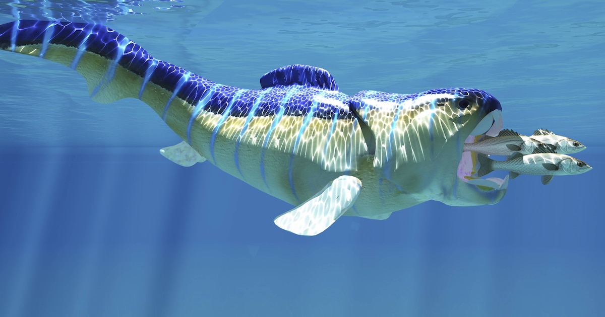 Revelaron la sorprendente técnica de caza de un depredador marino prehistórico: cómo usaba sus mandíbulas