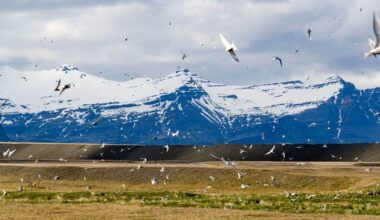 El Ártico se acerca a un punto crítico: deshielo récord, ríos “oxidados” y una tundra que verdea