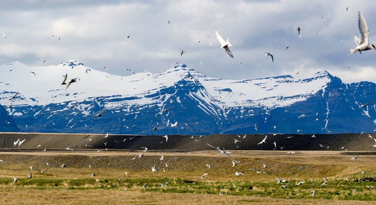 El Ártico se acerca a un punto crítico: deshielo récord, ríos “oxidados” y una tundra que verdea