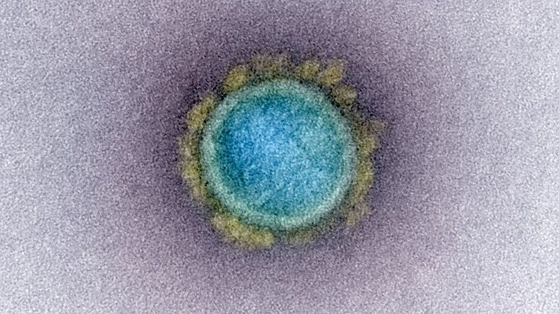 Las regiones críticas del virus SARS-CoV-2, reveladas