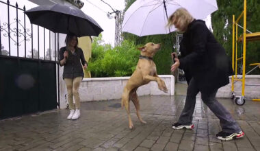 Patas arriba | El pitbull Saliff descubre el mundo al ser adoptado tras diez años en el refugio