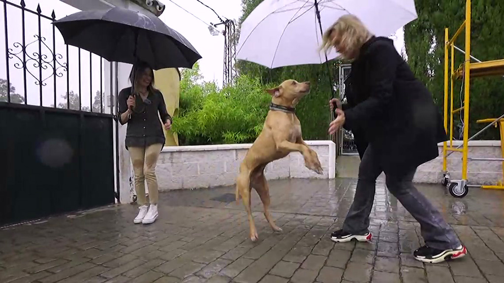 Patas arriba | El pitbull Saliff descubre el mundo al ser adoptado tras diez años en el refugio