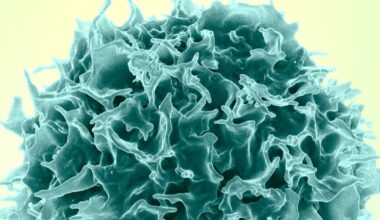 Una terapia experimental con ARN mensajero de Harvard y el MIT logró rejuvenecer al sistema inmune