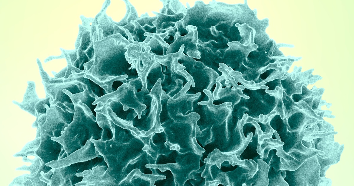 Una terapia experimental con ARN mensajero de Harvard y el MIT logró rejuvenecer al sistema inmune