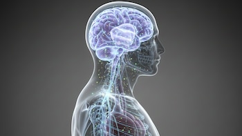 Los investigadores analizaron bases de