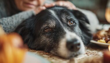 La demencia canina afecta a más del 60% de los perros mayores: síntomas para detectarla a tiempo
