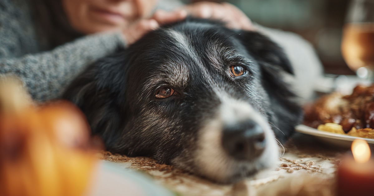 La demencia canina afecta a más del 60% de los perros mayores: síntomas para detectarla a tiempo
