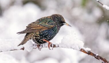 La hora azul - El estornino de Mozart