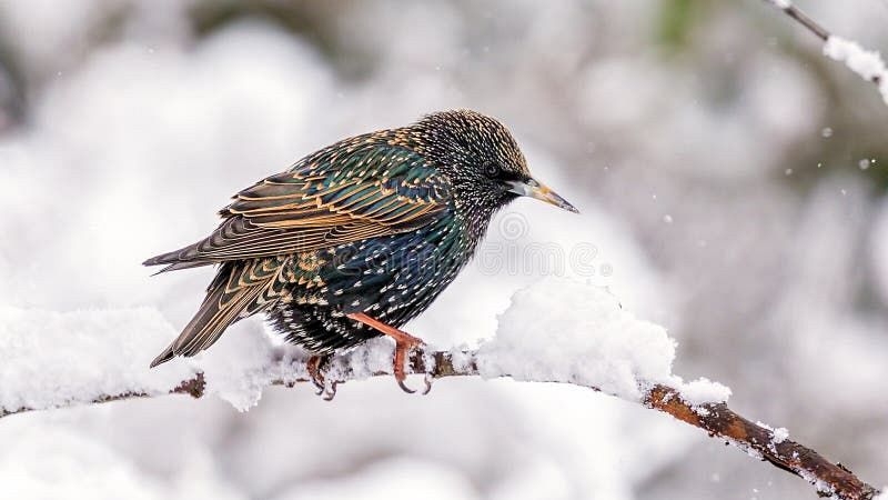 La hora azul - El estornino de Mozart