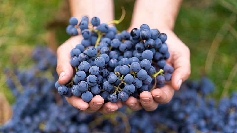 Despedimos 2025 con sabor, música y tradición