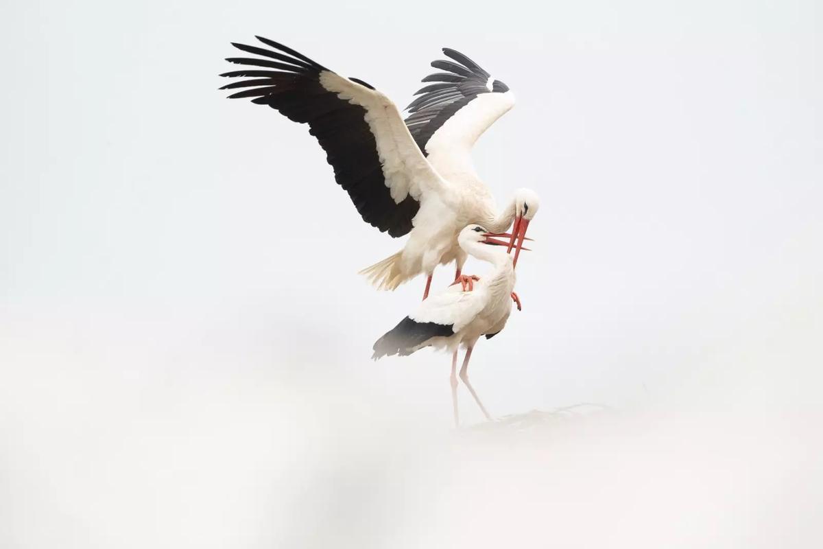 ‘Duelo de sables’, de Francisco Javier Ruiz , galardonada con el tercer premio en la pasada edición.
