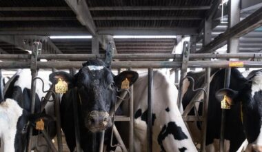 Identifican variantes recientes del virus de la gripe aviar con una mayor capacidad para infectar al ganado lechero