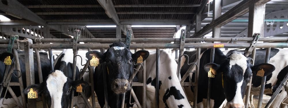 Identifican variantes recientes del virus de la gripe aviar con una mayor capacidad para infectar al ganado lechero