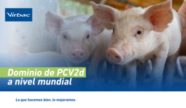 PCV2d: el genotipo dominante del circovirus porcino y su impacto en la sanidad moderna - Virbac | Construyendo el futuro de la salud animal