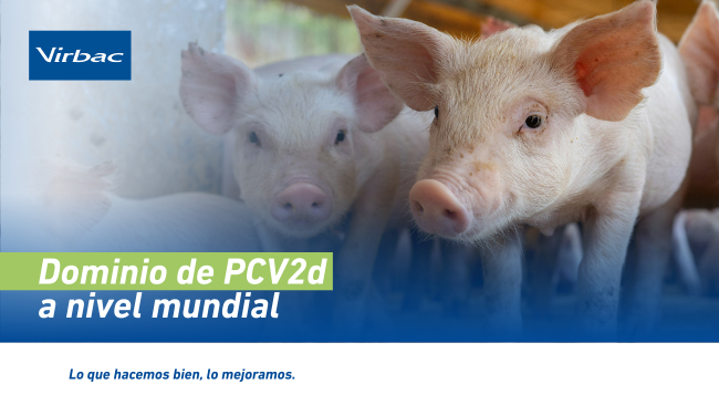 PCV2d: el genotipo dominante del circovirus porcino y su impacto en la sanidad moderna - Virbac | Construyendo el futuro de la salud animal