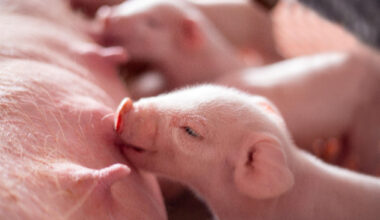 Probióticos pioneros: cómo el probiótico de levadura Actisaf® ayuda a generar lechones de buena calidad - Phileo by Lesaffre