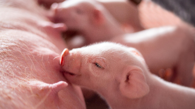 Probióticos pioneros: cómo el probiótico de levadura Actisaf® ayuda a generar lechones de buena calidad - Phileo by Lesaffre