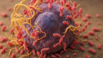 La investigación japonesa sugiere que