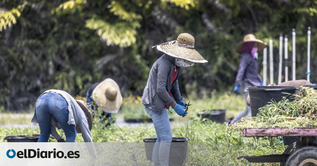 Trump constata el efecto negativo de sus aranceles y anuncia una ayuda de 12.000 millones para el sector agrícola de EEUU