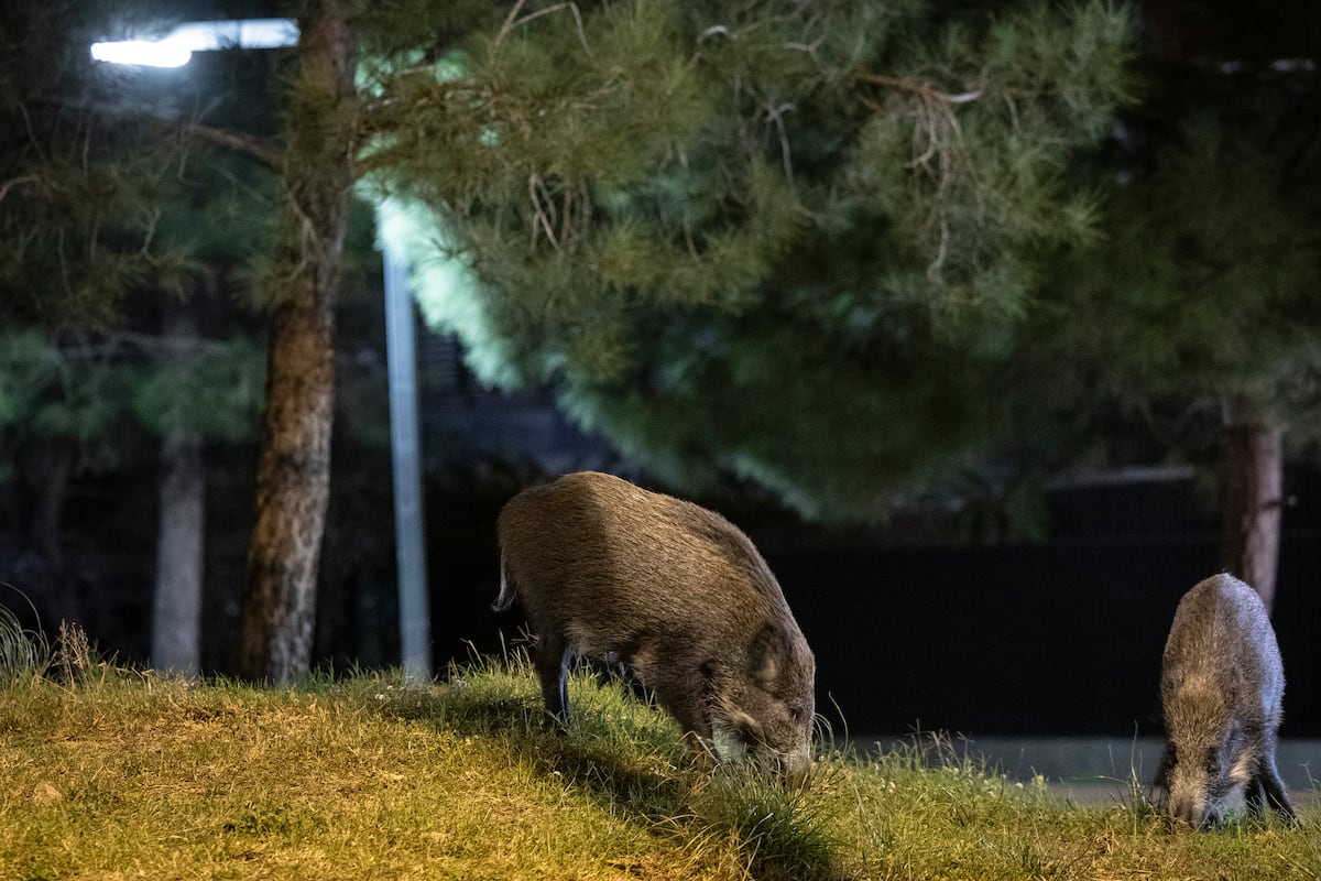 El Ministerio de Agricultura investiga si el virus de la peste porcina africana de Collserola escapó de un laboratorio | Ciencia