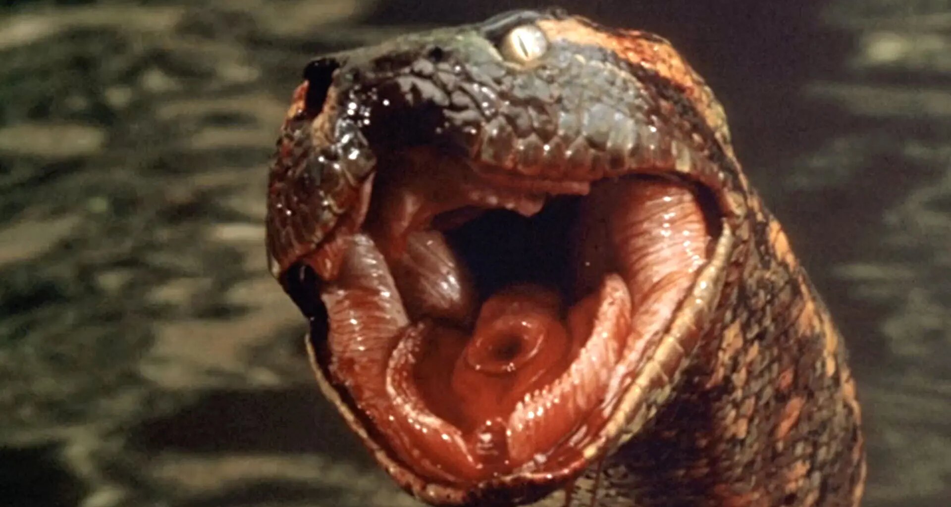 todas las películas de una saga que siempre suspende