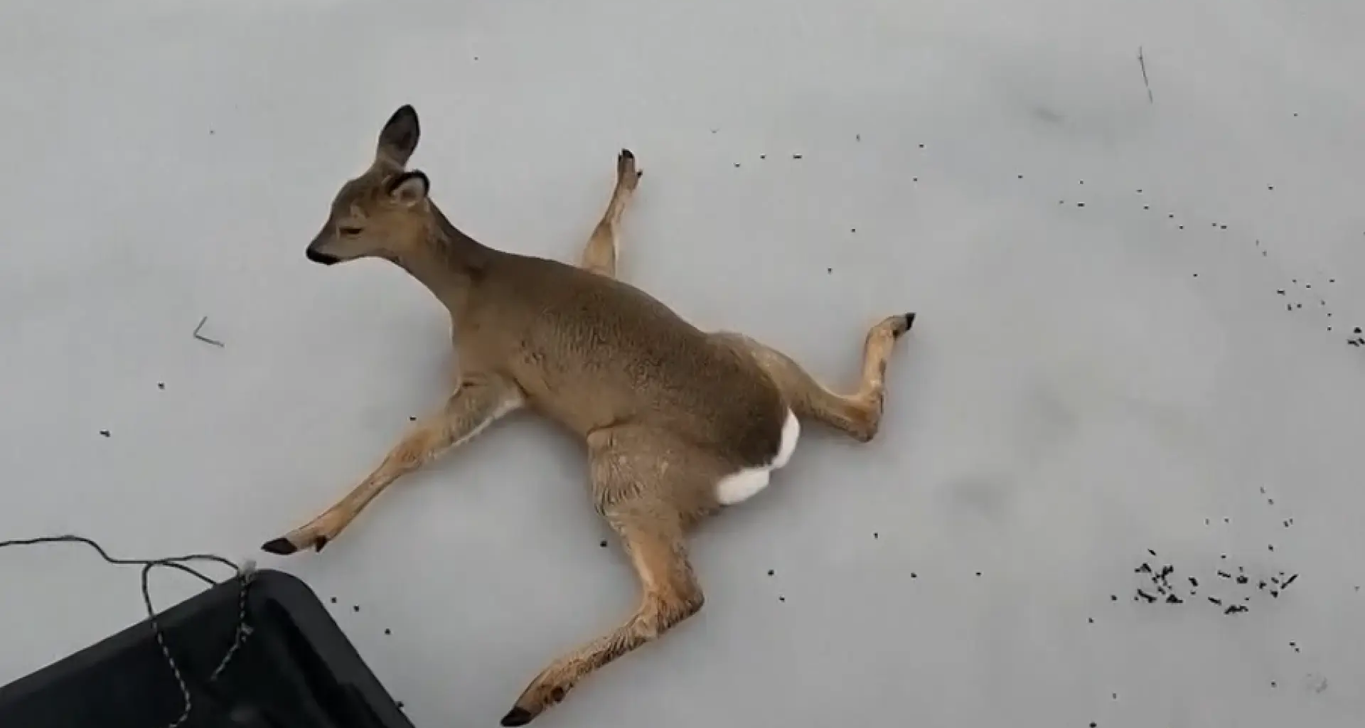 Rescatados más de 300 corzos en lagos congelados de Rusia