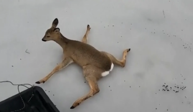 Rescatados más de 300 corzos en lagos congelados de Rusia