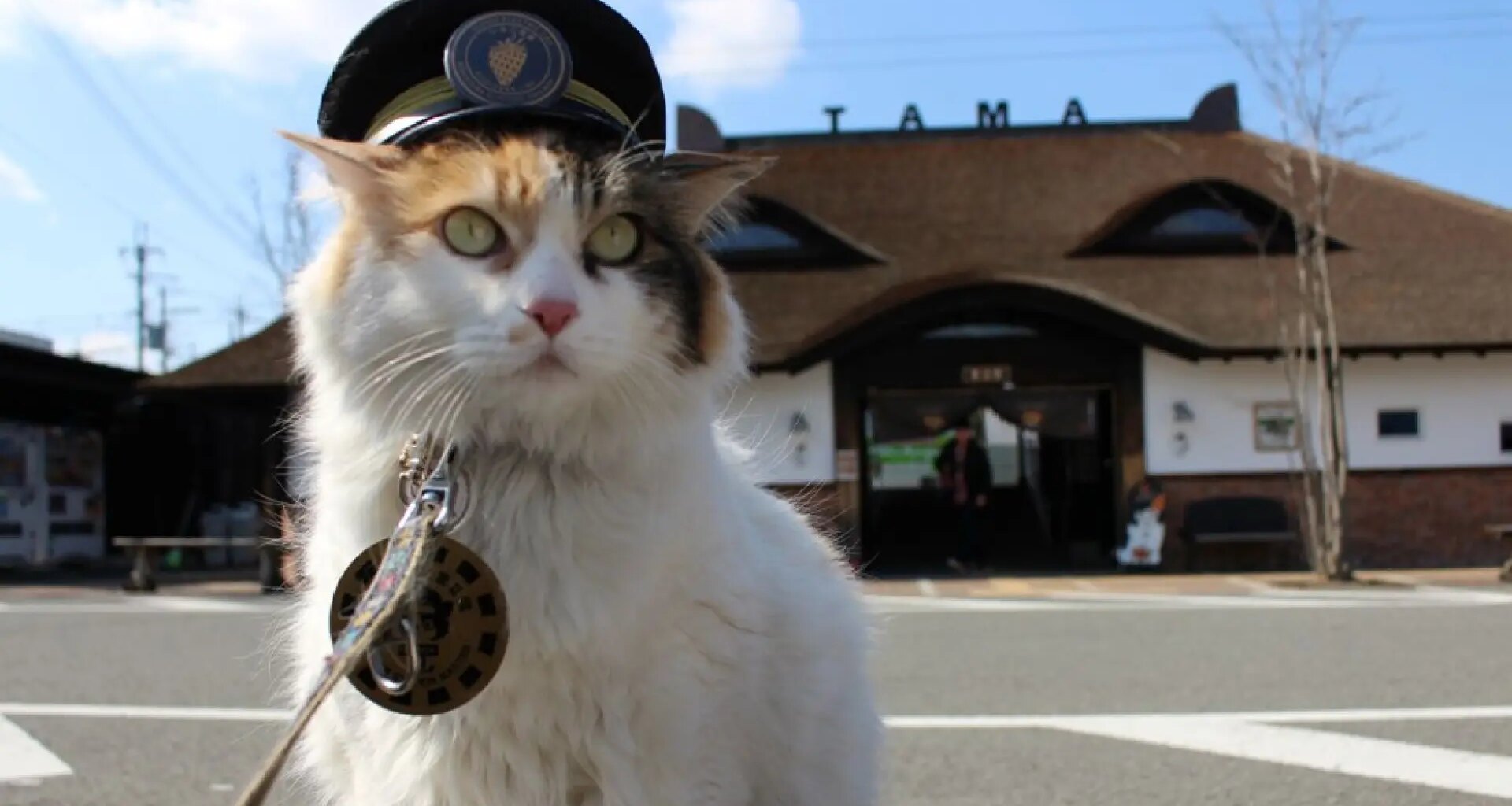 Japón despide con honores a Nitama, la famosa gata jefa de una estación de tren