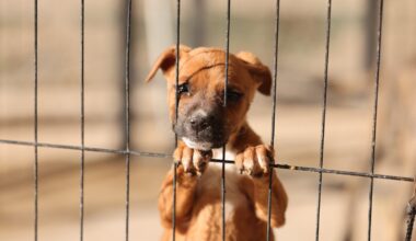 DABA exhorta a proteger a las mascotas del ruido por pirotecnia en celebraciones de AÃ±o Nuevo - Ayuntamiento de Juárez