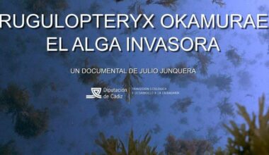Un documental submarino muestra los efectos del alga invasora en el litoral de Cádiz
