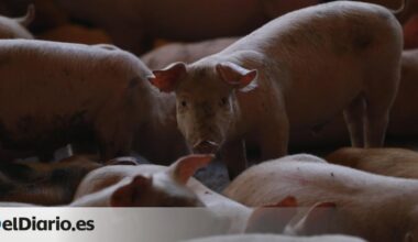 El precio del cerdo sufre la mayor caída en 30 años por la crisis de la peste porcina