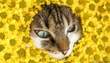 gatos maúllan más a los hombres. Y hay una razón – DW – 15/12/2025