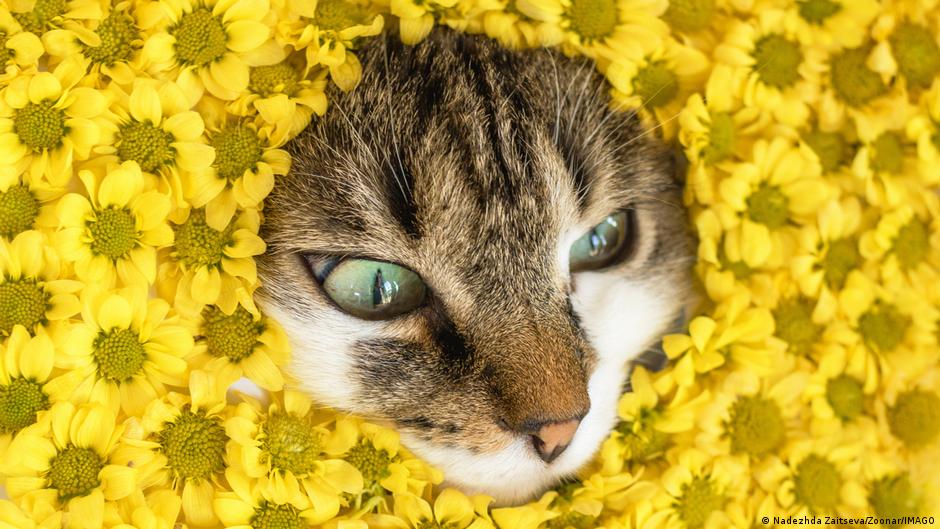 gatos maúllan más a los hombres. Y hay una razón – DW – 15/12/2025