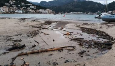 Restos vegetales en las playas de Sóller-