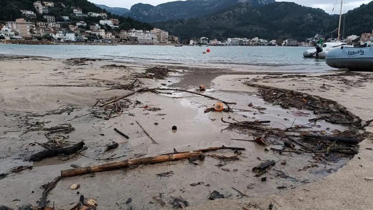 Restos vegetales en las playas de Sóller-