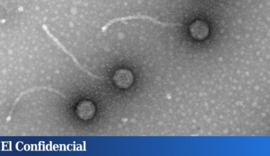 Los virus que Fleming condenó al olvido y que serán claves para luchar contra la resistencia a los antibióticos