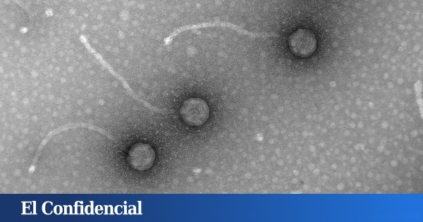 Los virus que Fleming condenó al olvido y que serán claves para luchar contra la resistencia a los antibióticos