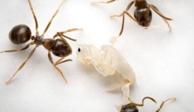 Descubren cómo las 'hormigas bebé' enfermas piden la eutanasia para salvar a la colonia