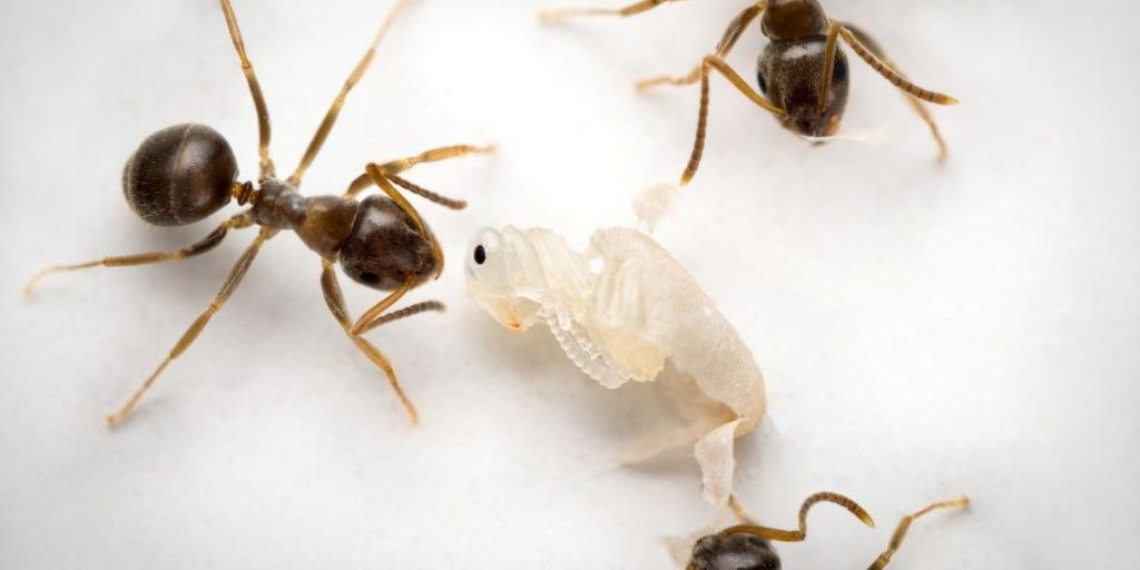 Descubren cómo las 'hormigas bebé' enfermas piden la eutanasia para salvar a la colonia