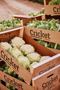 CRICKET_TOTANA_2022_1307