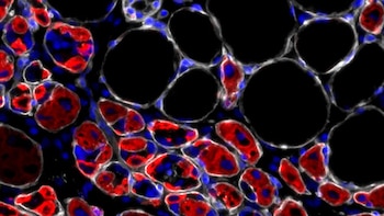 El rejuvenecimiento celular incluyó mejor