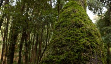 Del compromiso global a la acción local: cómo Campus Naturaleza encarna el espíritu del Acuerdo de París