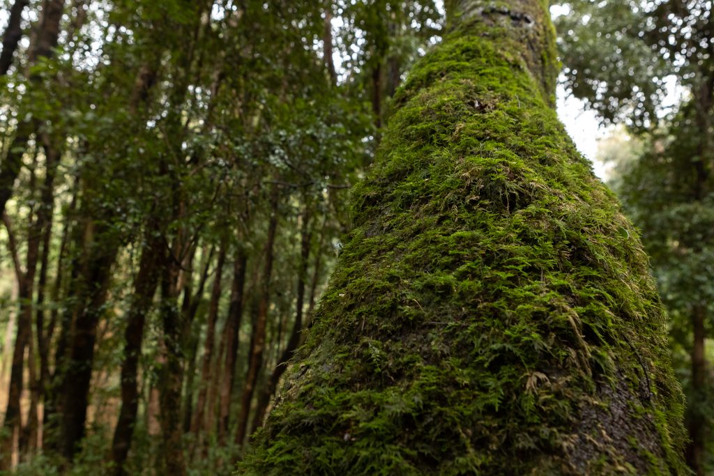 Del compromiso global a la acción local: cómo Campus Naturaleza encarna el espíritu del Acuerdo de París