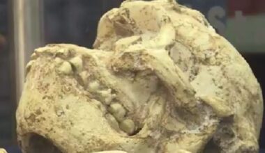 Una pieza olvidada del pasado que hoy pone en jaque a la evolución humana