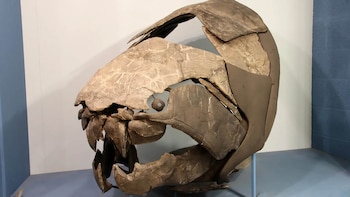 Cráneo de Dunkleosteus terrelli expuesto