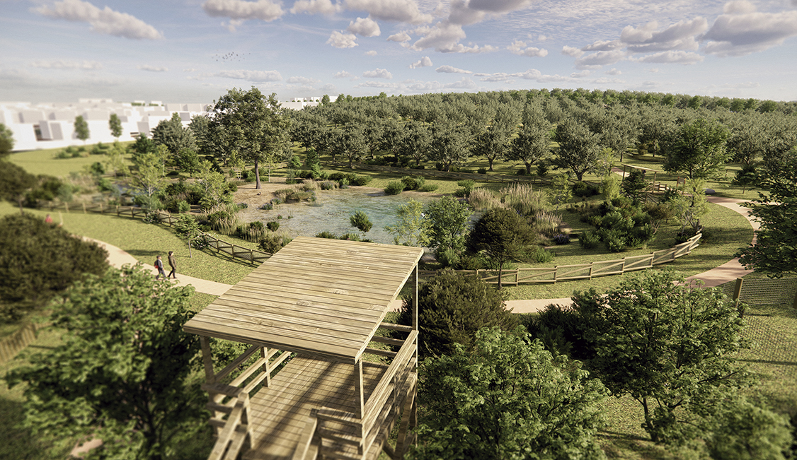 El nuevo olivar de La Partija: más árboles y más agua