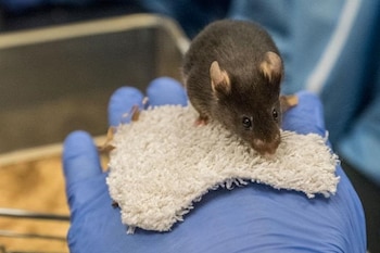 El estudio en ratones reveló